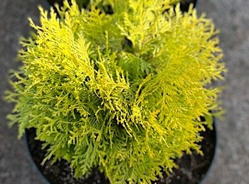 Туя западная Голден Глоб